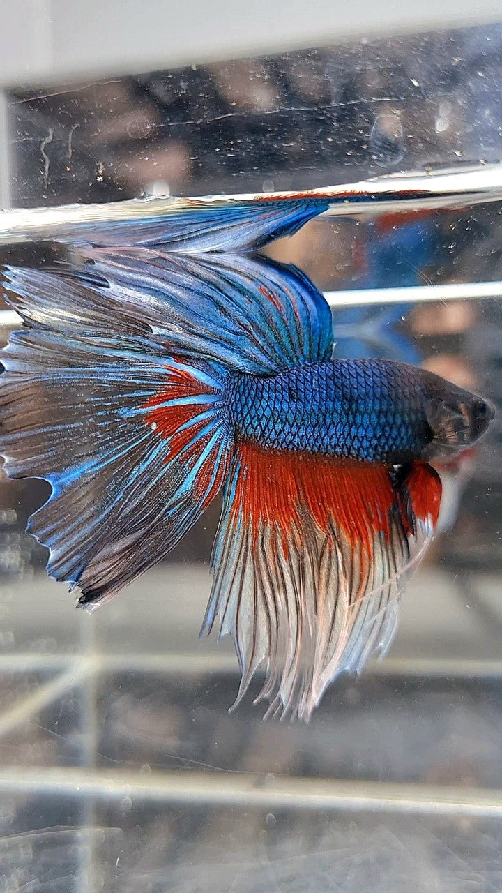 HALFMOON ROSETAIL BLUE GREEN TURQUOISE PATTERN BETTA FISH