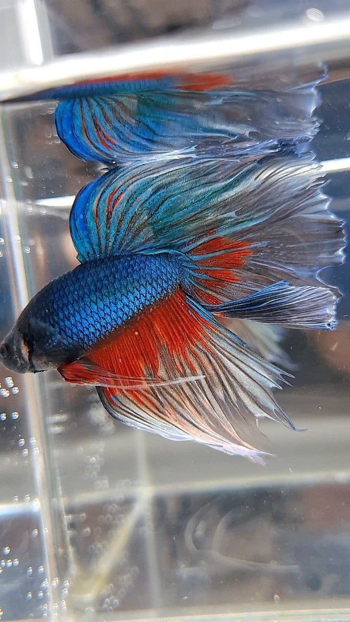 HALFMOON ROSETAIL BLUE GREEN TURQUOISE PATTERN BETTA FISH