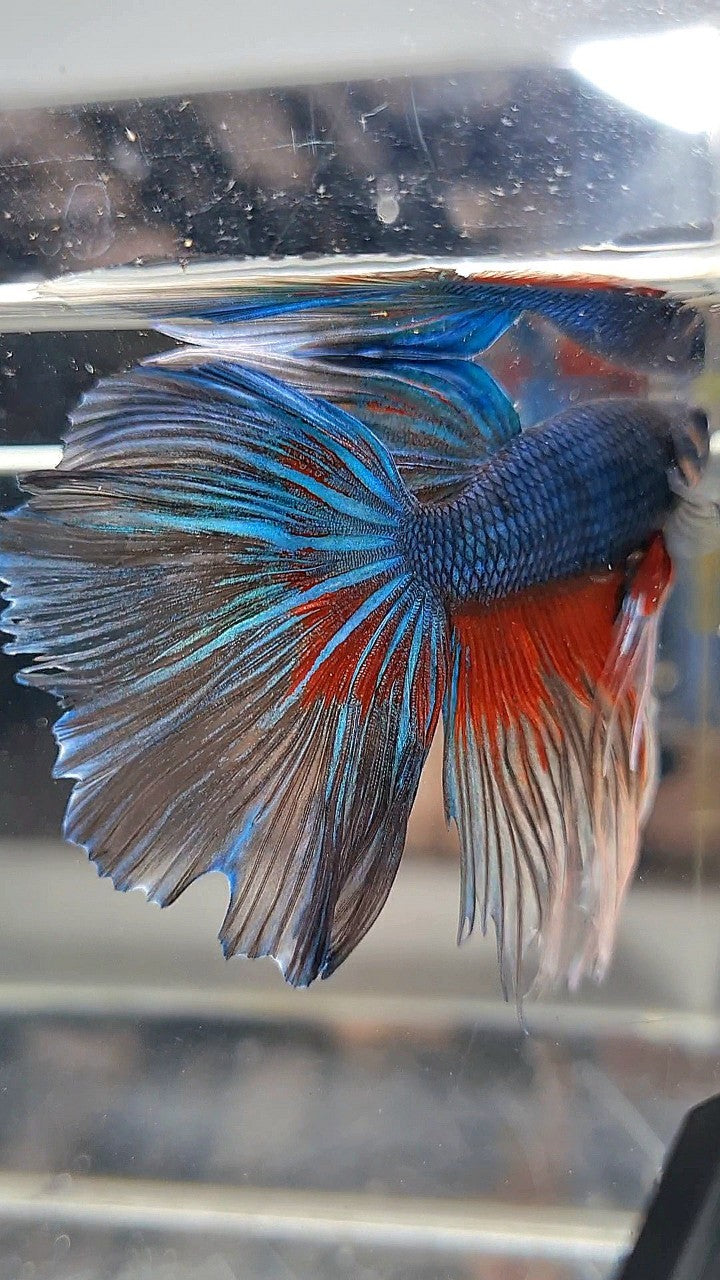 HALFMOON ROSETAIL BLUE GREEN TURQUOISE PATTERN BETTA FISH