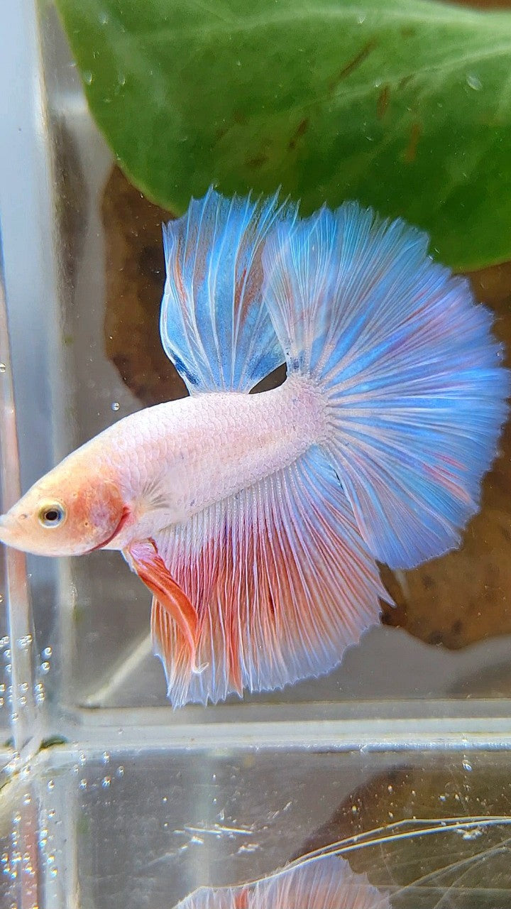 HALFMOON FLAMINGGO PINKISH BETTA FISH