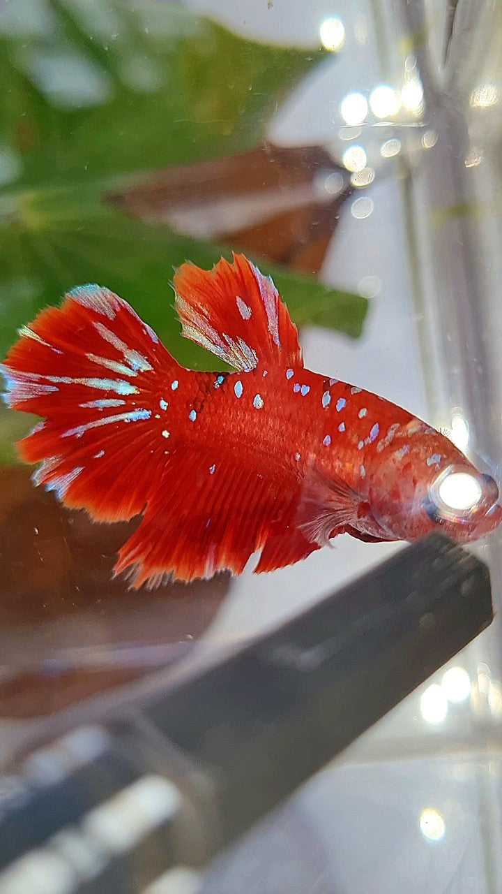 FEMALE HALFMOON RED PURPLE GALAXY RPG BETTA FISH