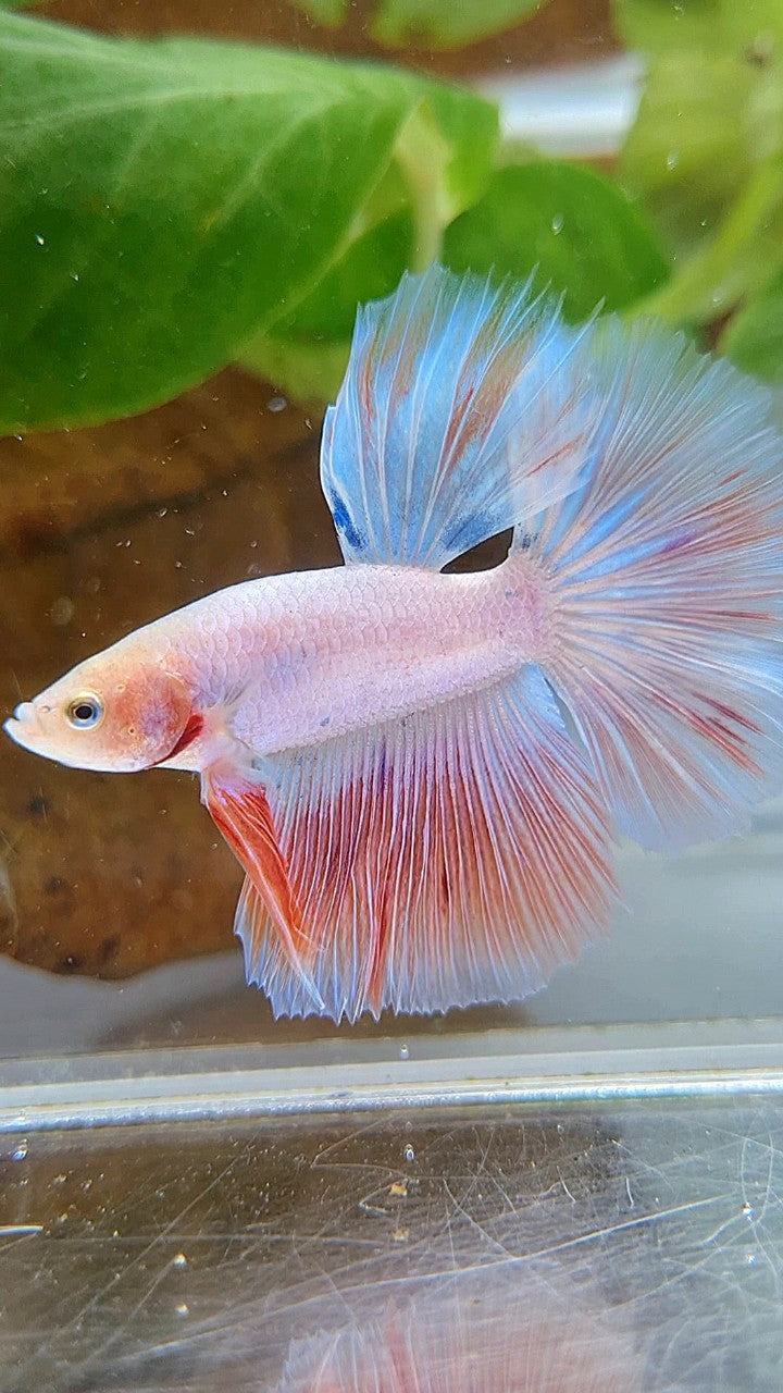 HALFMOON FLAMINGGO PINKISH BETTA FISH