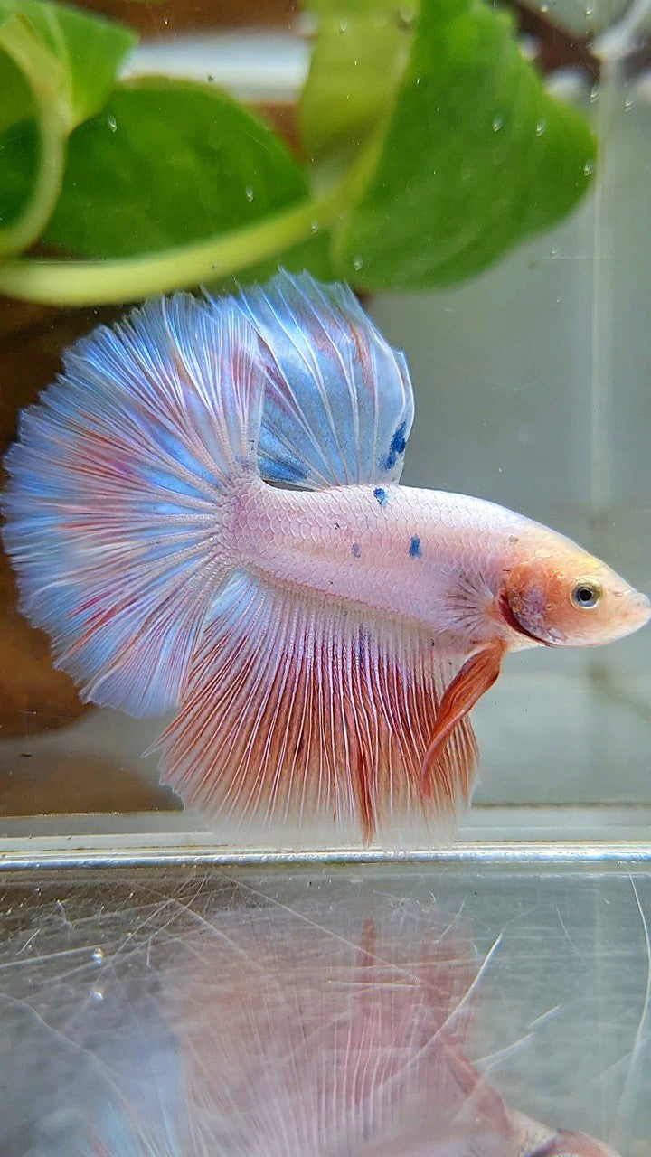 HALFMOON FLAMINGGO PINKISH BETTA FISH