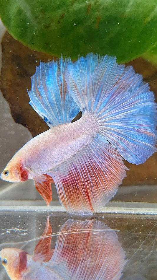 HALFMOON FLAMINGGO PINKISH BETTA FISH