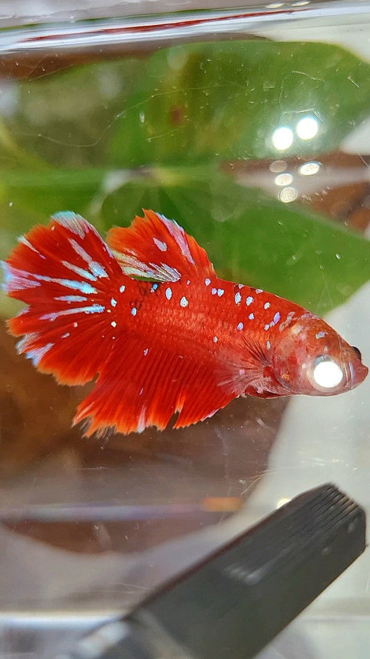 FEMALE HALFMOON RED PURPLE GALAXY RPG BETTA FISH