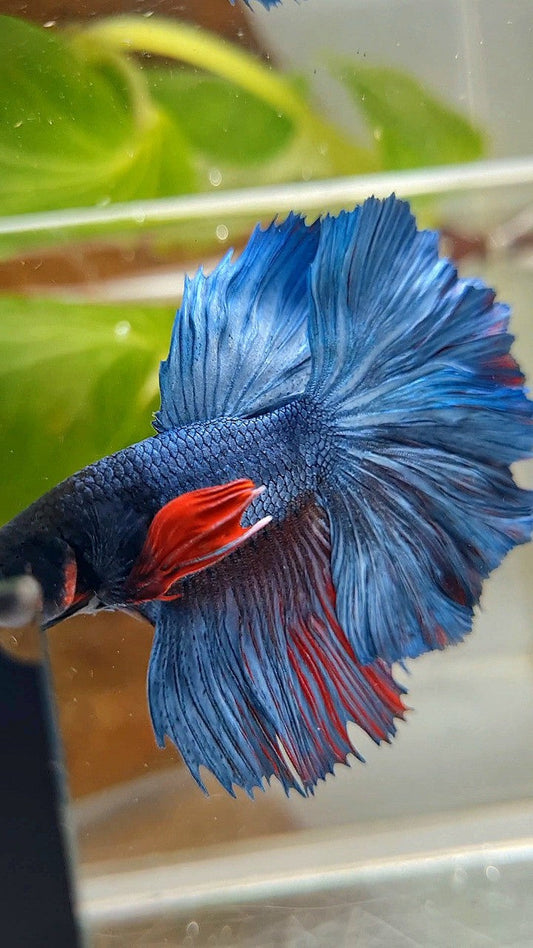 HALFMOON ROSETAIL BLUE GRAY REDWASH BETTA FISH