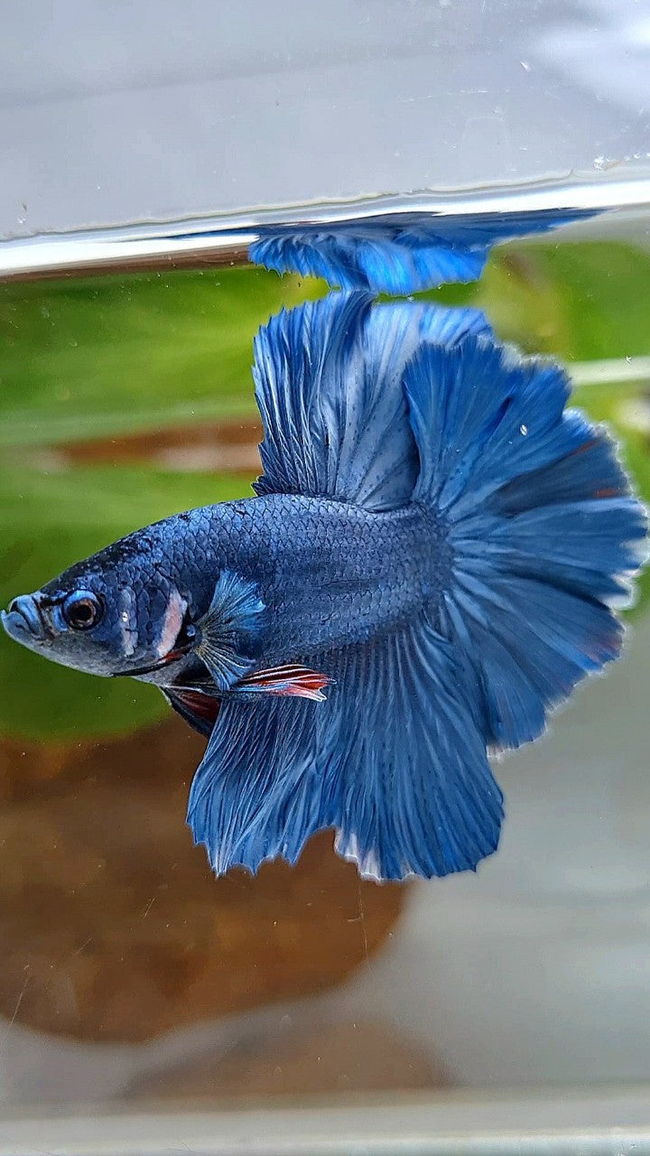 HALFMOON ROSETAIL SUPER BLUE BETTA FISH