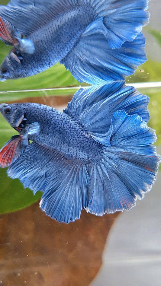 HALFMOON ROSETAIL SUPER BLUE BETTA FISH