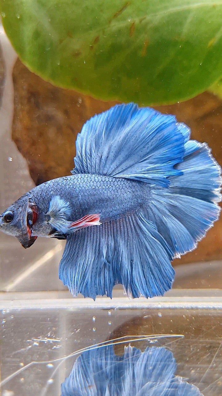 HALFMOON ROSETAIL SUPER BLUE BETTA FISH