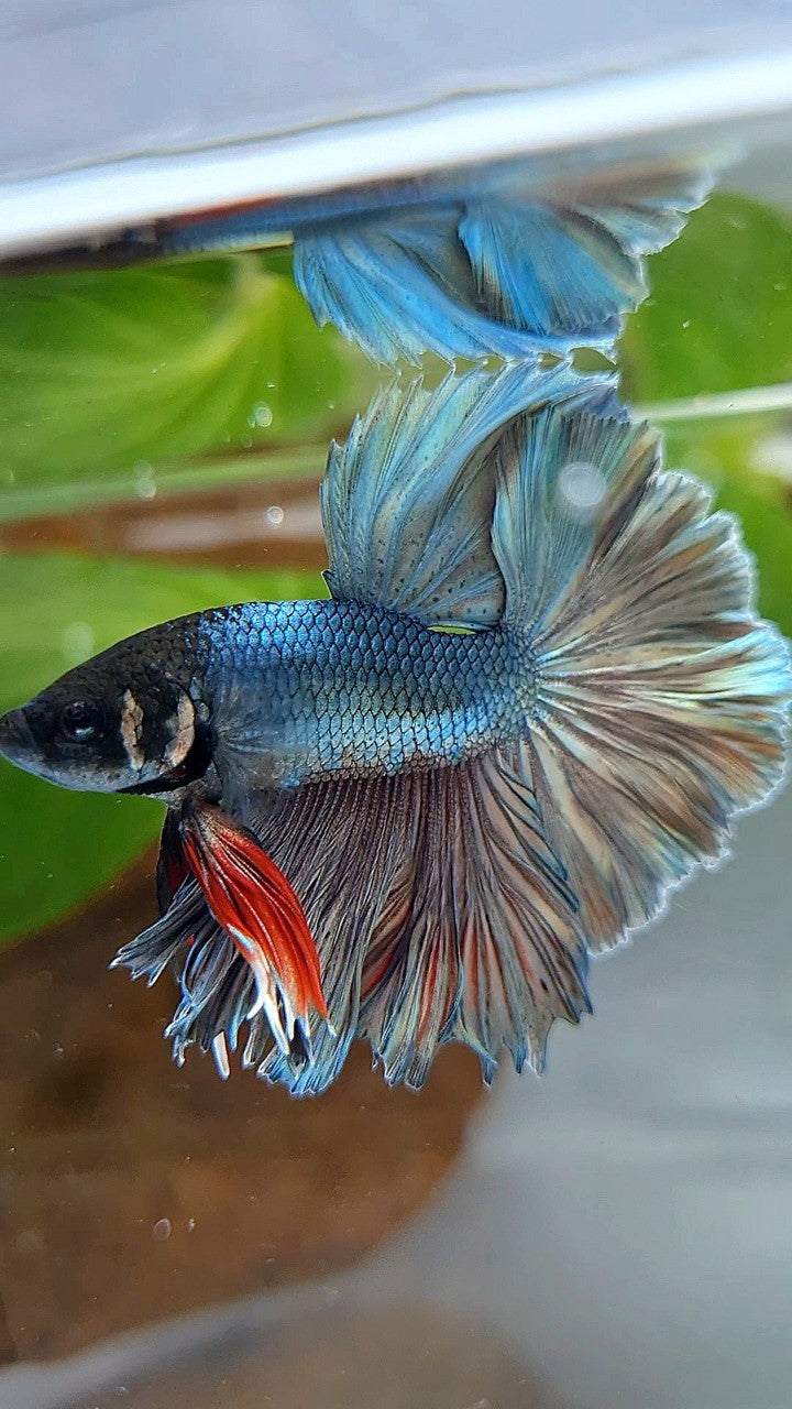KING ROSETAIL HALFMOON SUPER COPPER BROWN BETTA FISH