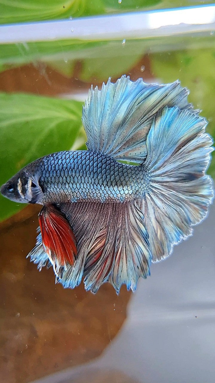 KING ROSETAIL HALFMOON SUPER COPPER BROWN BETTA FISH
