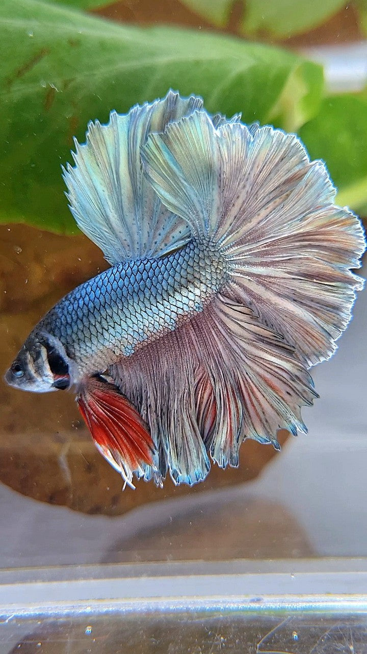 KING ROSETAIL HALFMOON SUPER COPPER BROWN BETTA FISH