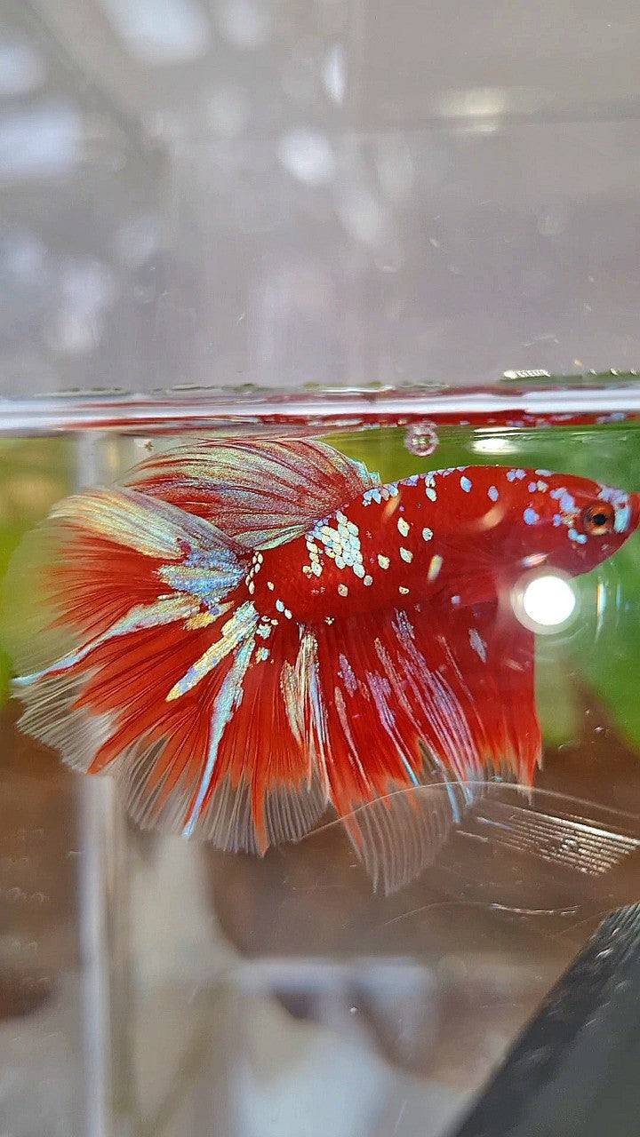 HALFMOON ROSETAIL RED PURPLE GALAXY RPG BETTA FISH