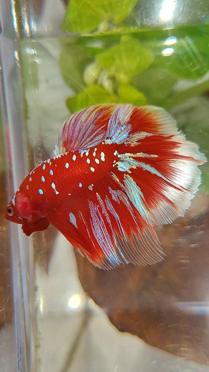 HALFMOON ROSETAIL RED PURPLE GALAXY RPG BETTA FISH