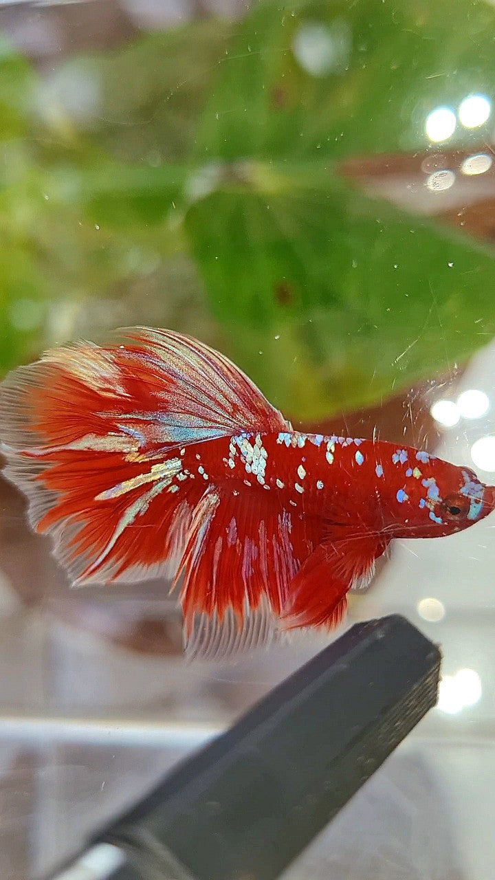 HALFMOON ROSETAIL RED PURPLE GALAXY RPG BETTA FISH