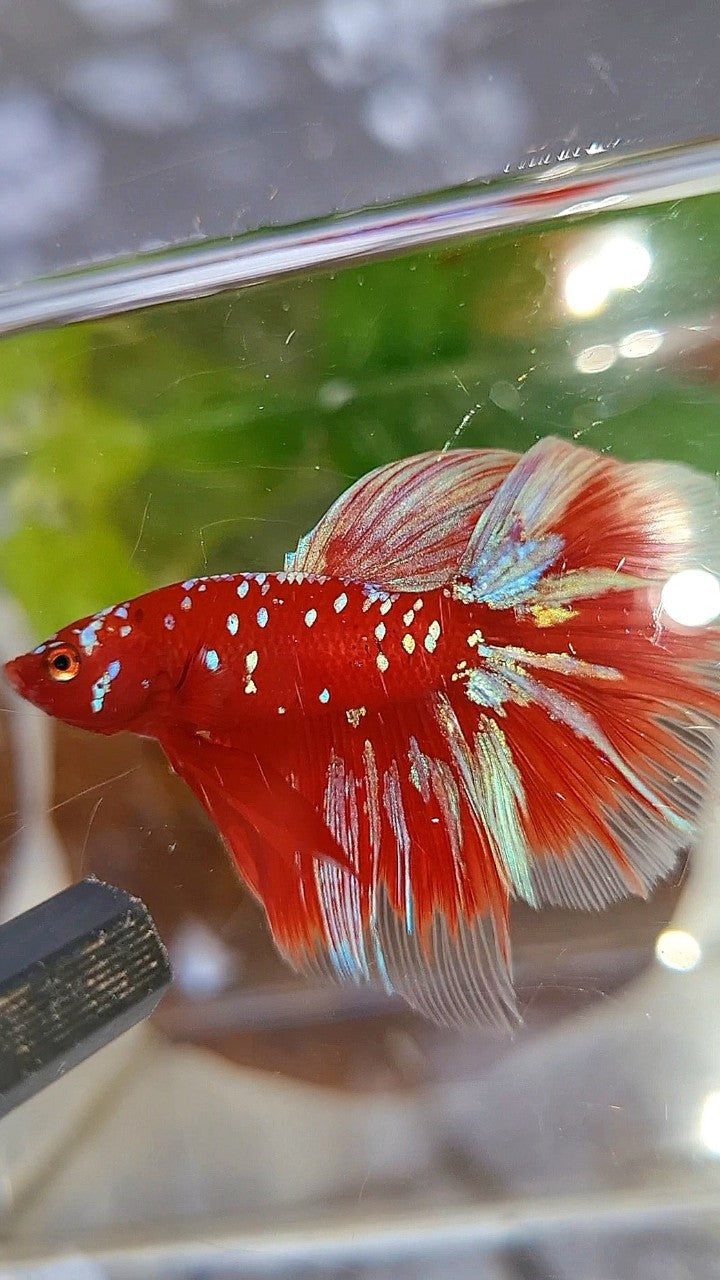 HALFMOON ROSETAIL RED PURPLE GALAXY RPG BETTA FISH