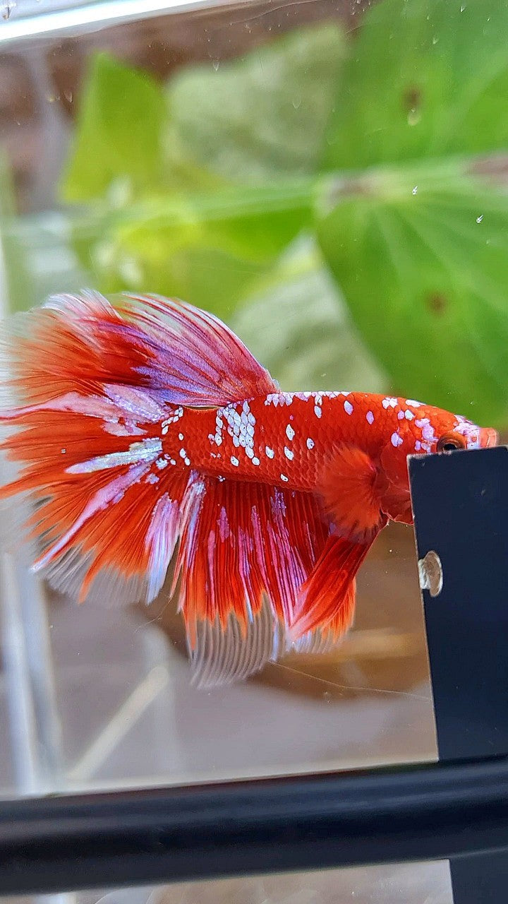 HALFMOON ROSETAIL RED PURPLE GALAXY RPG BETTA FISH