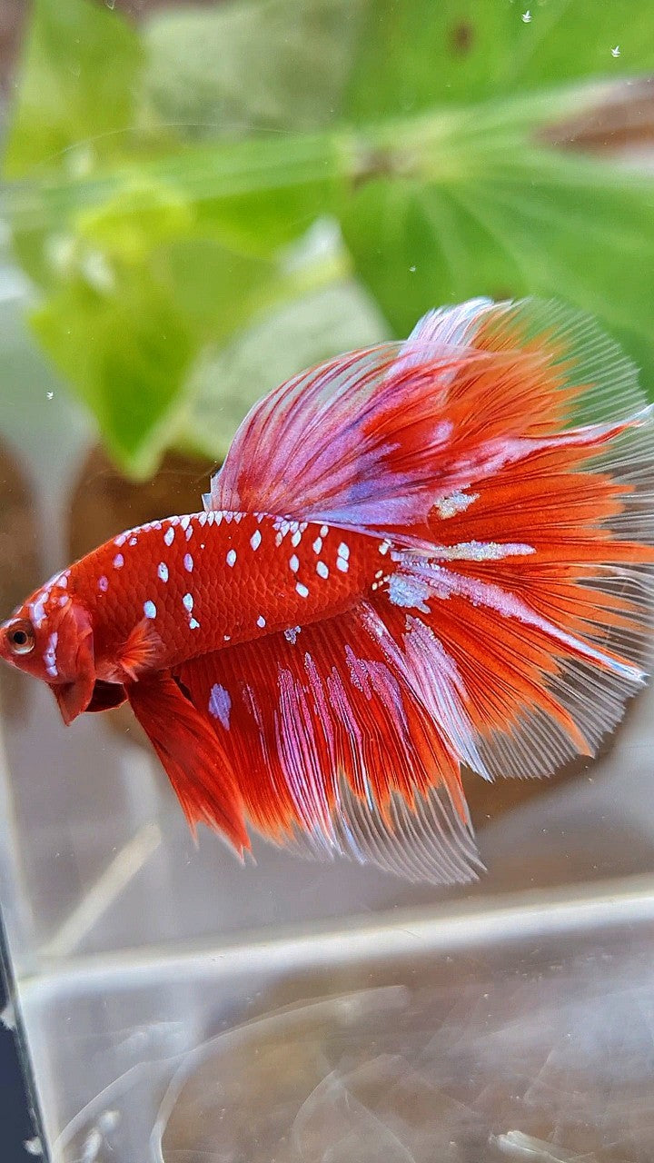 HALFMOON ROSETAIL RED PURPLE GALAXY RPG BETTA FISH