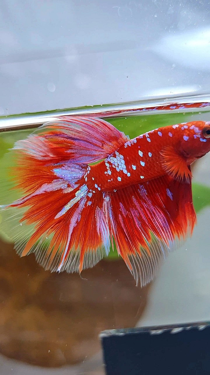 HALFMOON ROSETAIL RED PURPLE GALAXY RPG BETTA FISH