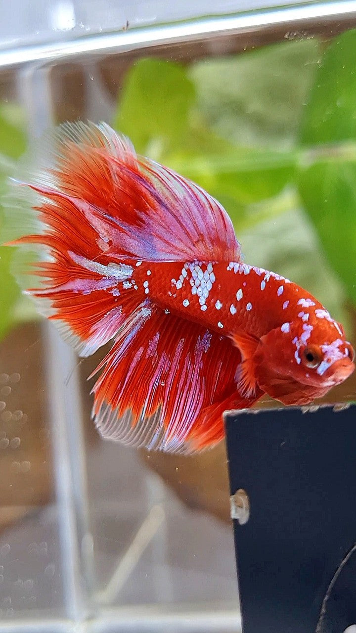 HALFMOON ROSETAIL RED PURPLE GALAXY RPG BETTA FISH