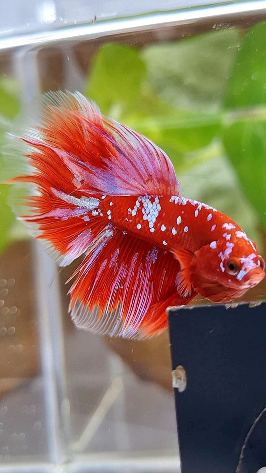 HALFMOON ROSETAIL RED PURPLE GALAXY RPG BETTA FISH