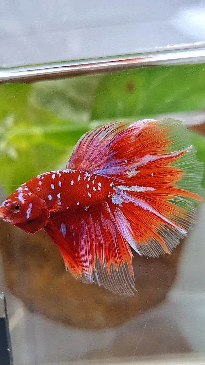HALFMOON ROSETAIL RED PURPLE GALAXY RPG BETTA FISH