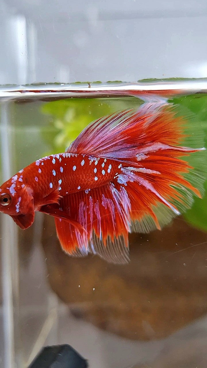 HALFMOON ROSETAIL RED PURPLE GALAXY RPG BETTA FISH