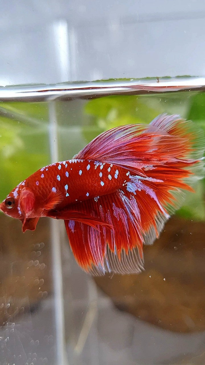 HALFMOON ROSETAIL RED PURPLE GALAXY RPG BETTA FISH