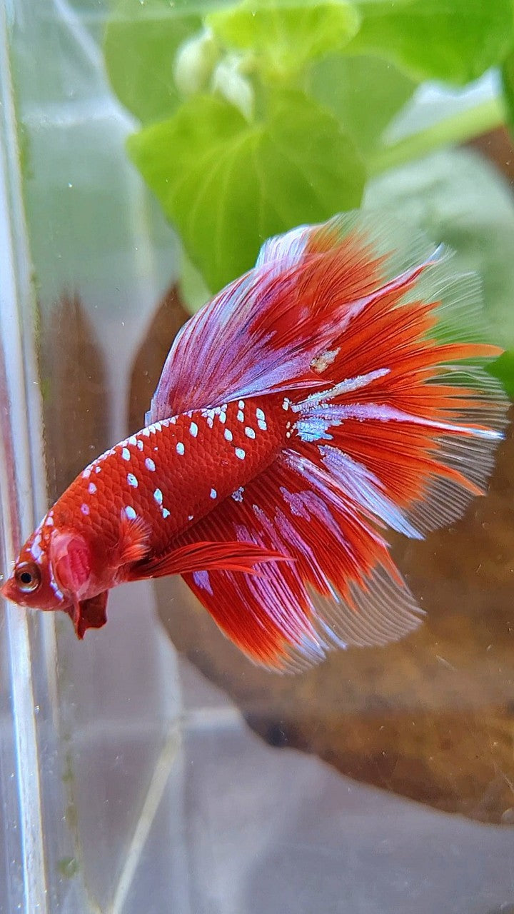 HALFMOON ROSETAIL RED PURPLE GALAXY RPG BETTA FISH
