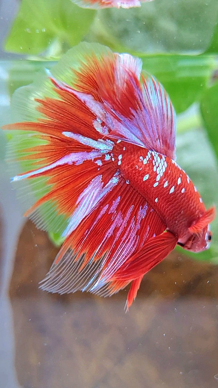 HALFMOON ROSETAIL RED PURPLE GALAXY RPG BETTA FISH