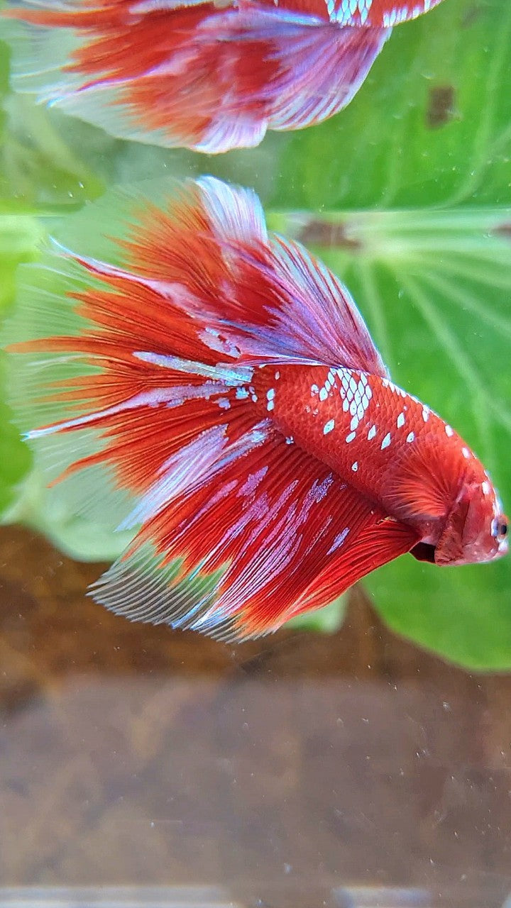 HALFMOON ROSETAIL RED PURPLE GALAXY RPG BETTA FISH