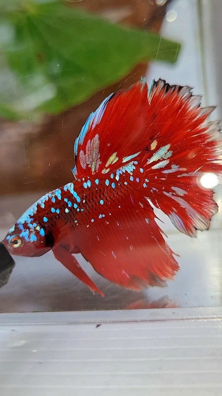 HALFMOON RED PURPLE GALAXY RPG BETTA FISH