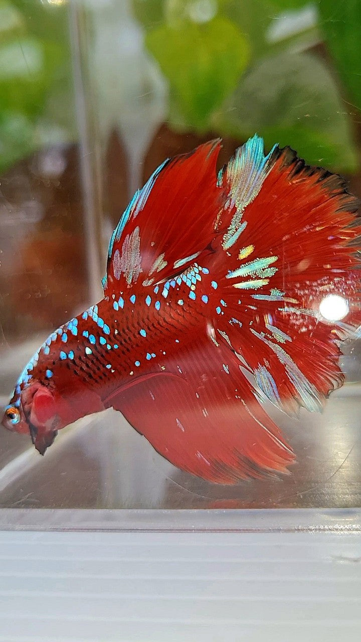 HALFMOON RED PURPLE GALAXY RPG BETTA FISH
