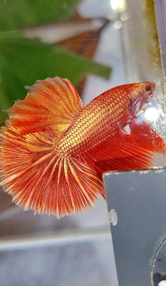 HALFMOON ROSETAIL SUPER ROSEGOLD BETTA FISH