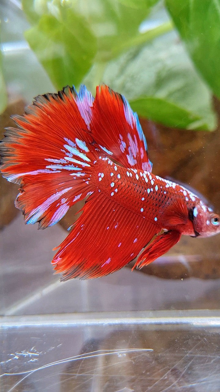 HALFMOON RED PURPLE GALAXY RPG BETTA FISH
