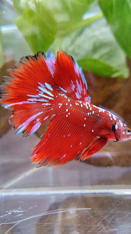 HALFMOON RED PURPLE GALAXY RPG BETTA FISH