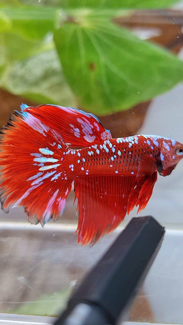 HALFMOON RED PURPLE GALAXY RPG BETTA FISH