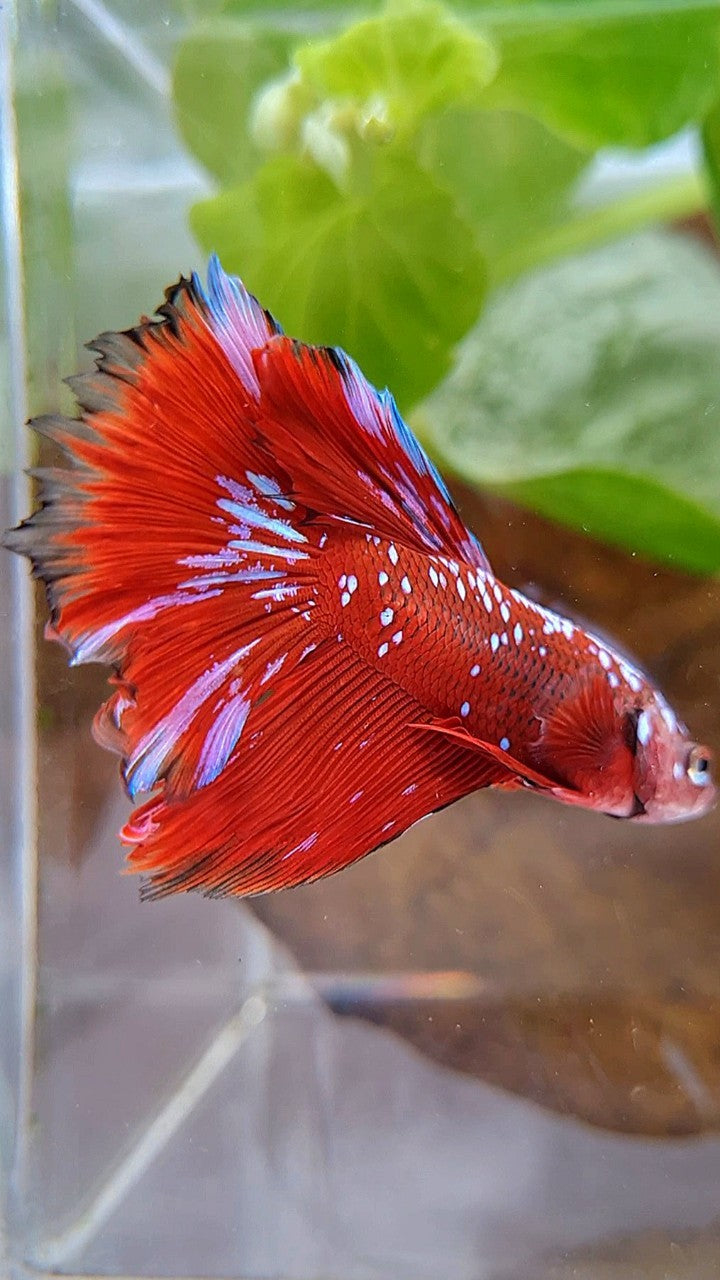 HALFMOON RED PURPLE GALAXY RPG BETTA FISH