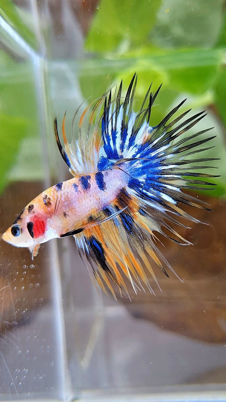 CROWNTAIL YELLOW KOI GALAXY MARBLE MULTICOLOR BETTA FISH