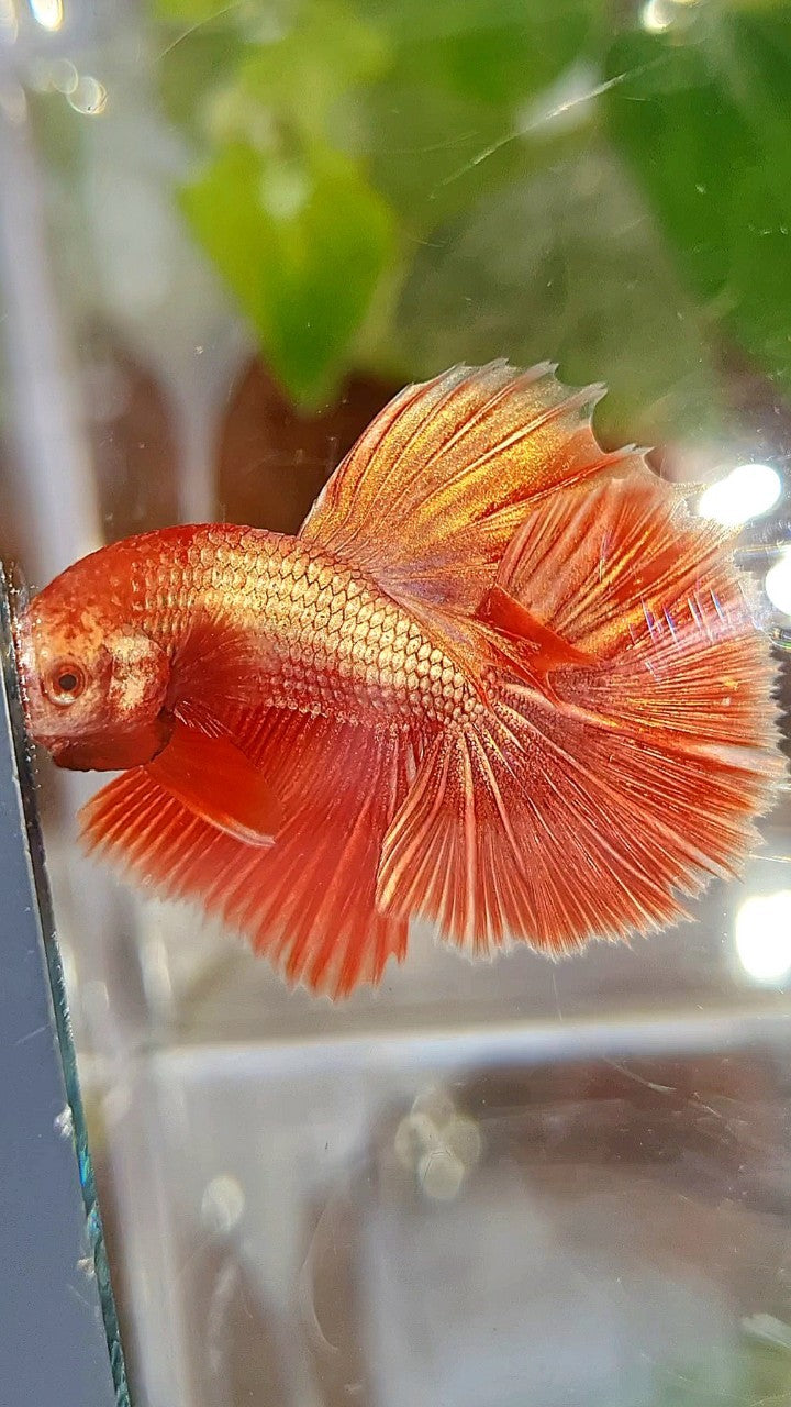 HALFMOON ROSETAIL SUPER ROSEGOLD BETTA FISH