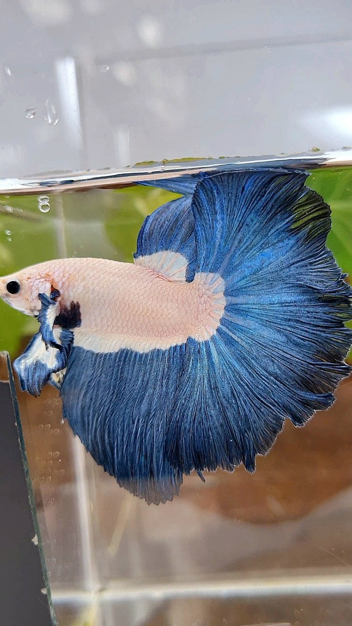 LUXURY HALFMOON ROSETAIL SUPER BLUERIM BICOLOR BETTA FISH