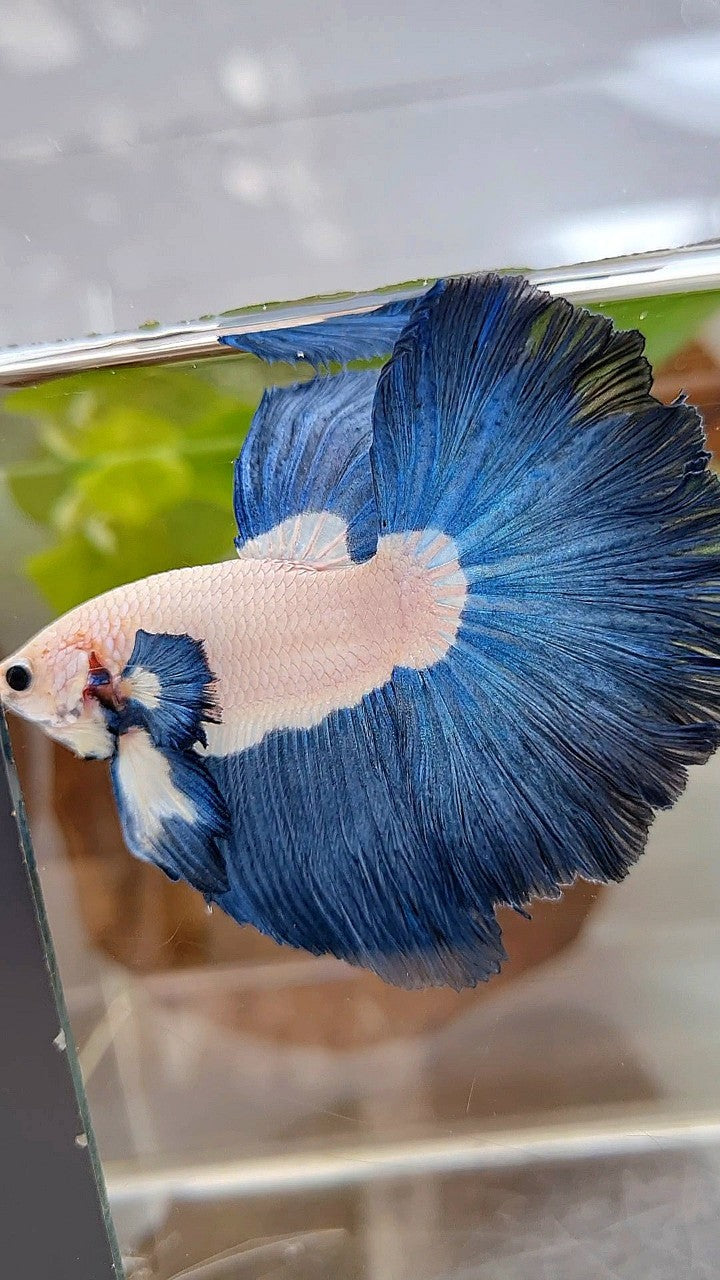 LUXURY HALFMOON ROSETAIL SUPER BLUERIM BICOLOR BETTA FISH