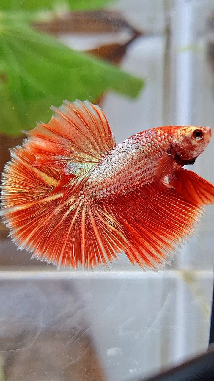 HALFMOON ROSETAIL SUPER ROSEGOLD BETTA FISH