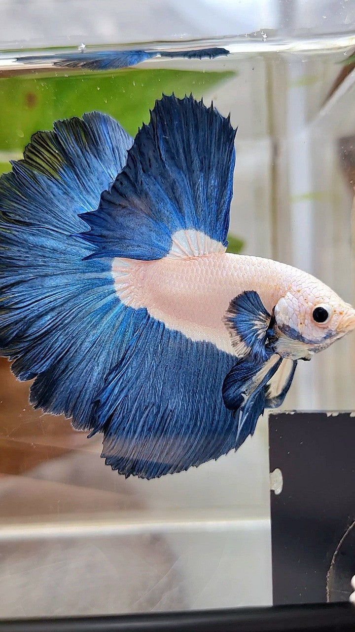 LUXURY HALFMOON ROSETAIL SUPER BLUERIM BICOLOR BETTA FISH