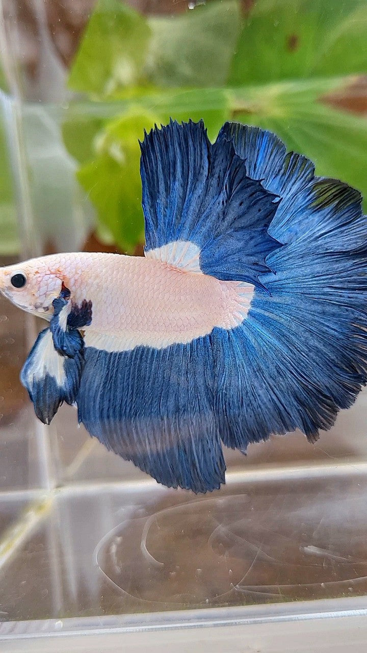 LUXURY HALFMOON ROSETAIL SUPER BLUERIM BICOLOR BETTA FISH