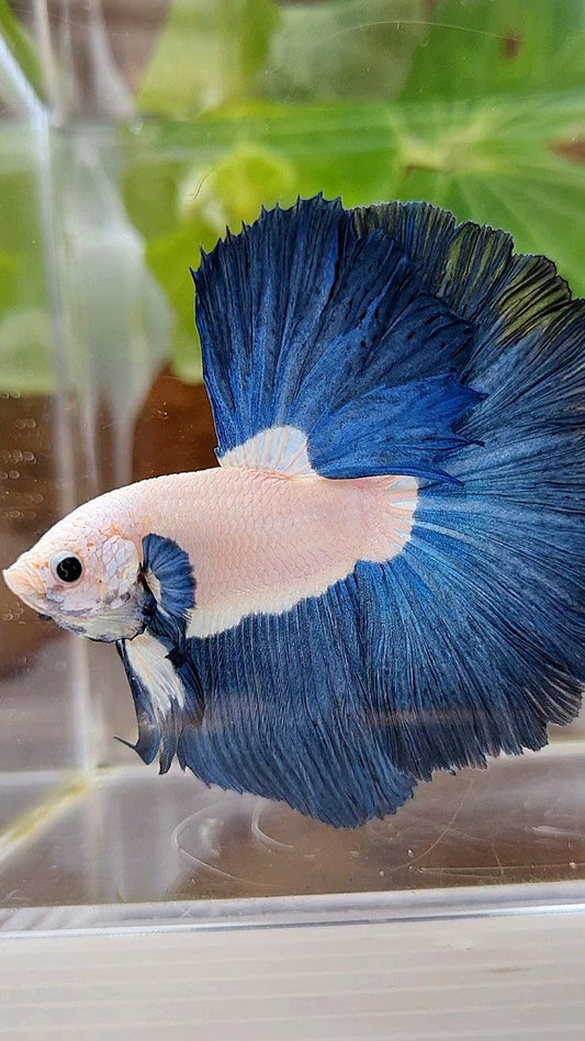 LUXURY HALFMOON ROSETAIL SUPER BLUERIM BICOLOR BETTA FISH