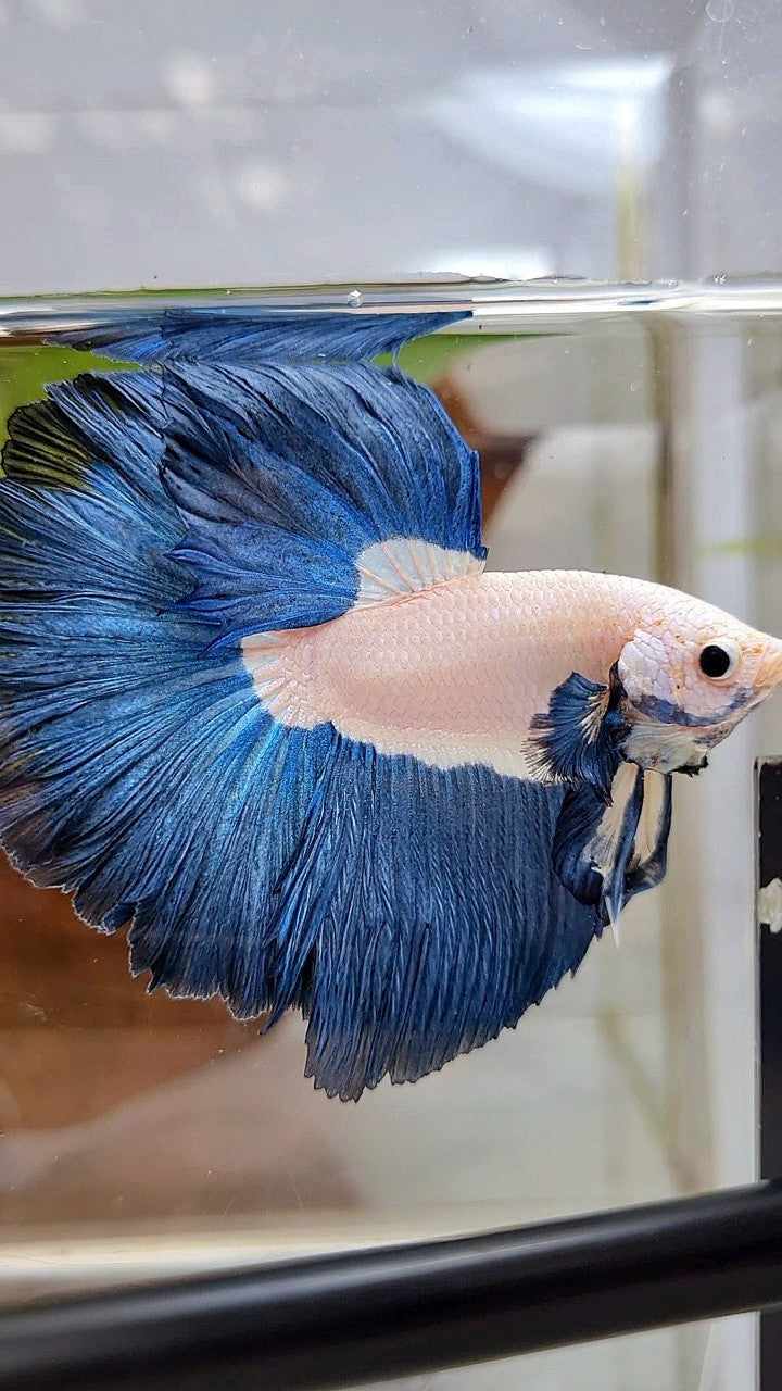 LUXURY HALFMOON ROSETAIL SUPER BLUERIM BICOLOR BETTA FISH
