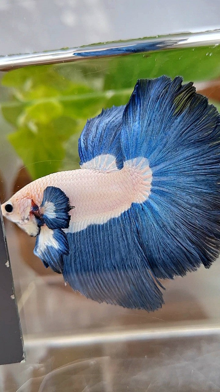 LUXURY HALFMOON ROSETAIL SUPER BLUERIM BICOLOR BETTA FISH