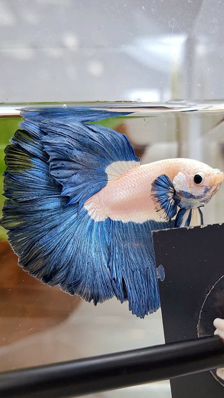 LUXURY HALFMOON ROSETAIL SUPER BLUERIM BICOLOR BETTA FISH