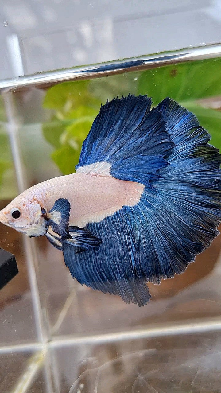 LUXURY HALFMOON ROSETAIL SUPER BLUERIM BICOLOR BETTA FISH